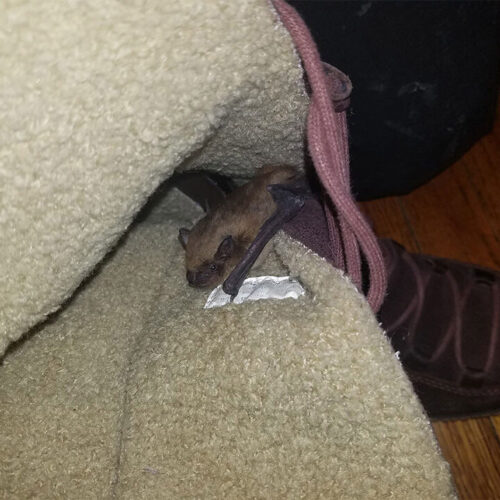 Small Bat in a Shoe